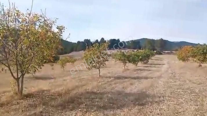 Bozüyük Göynücek Köyü Satılık Tarla 16000m2 130 Adet Ceviz