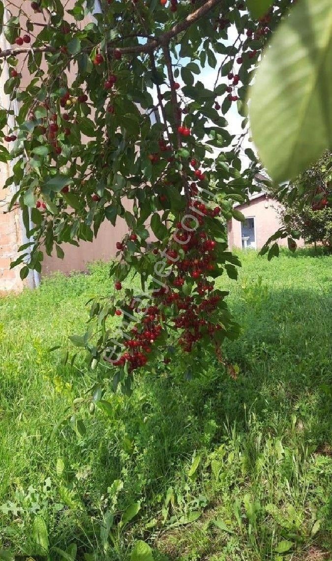 Kütahya Domaniç Hasantepe De 5780 M2 Arsa Ve Çiftlik Evi - Görsel 30