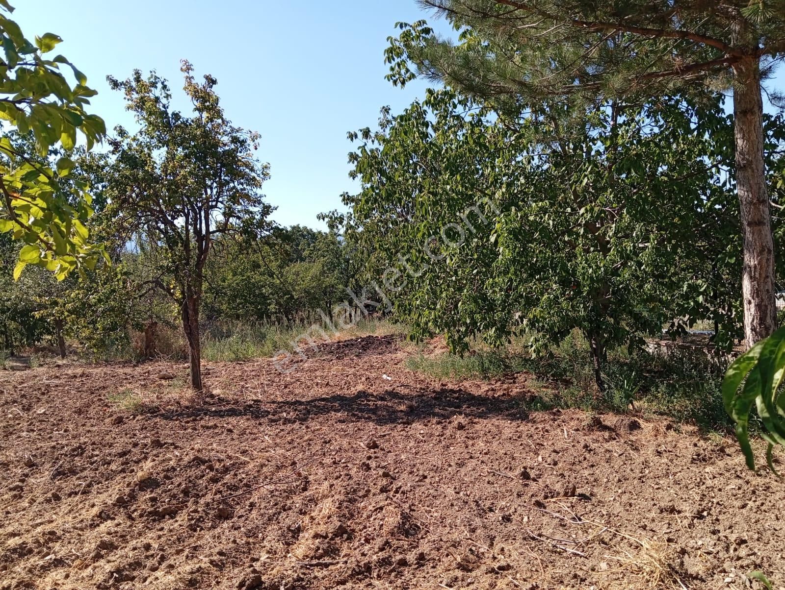 Laçin Bahçelievler Satılık Konut İmarlı SATILIK KÖY İÇİ İMARLI ARSA