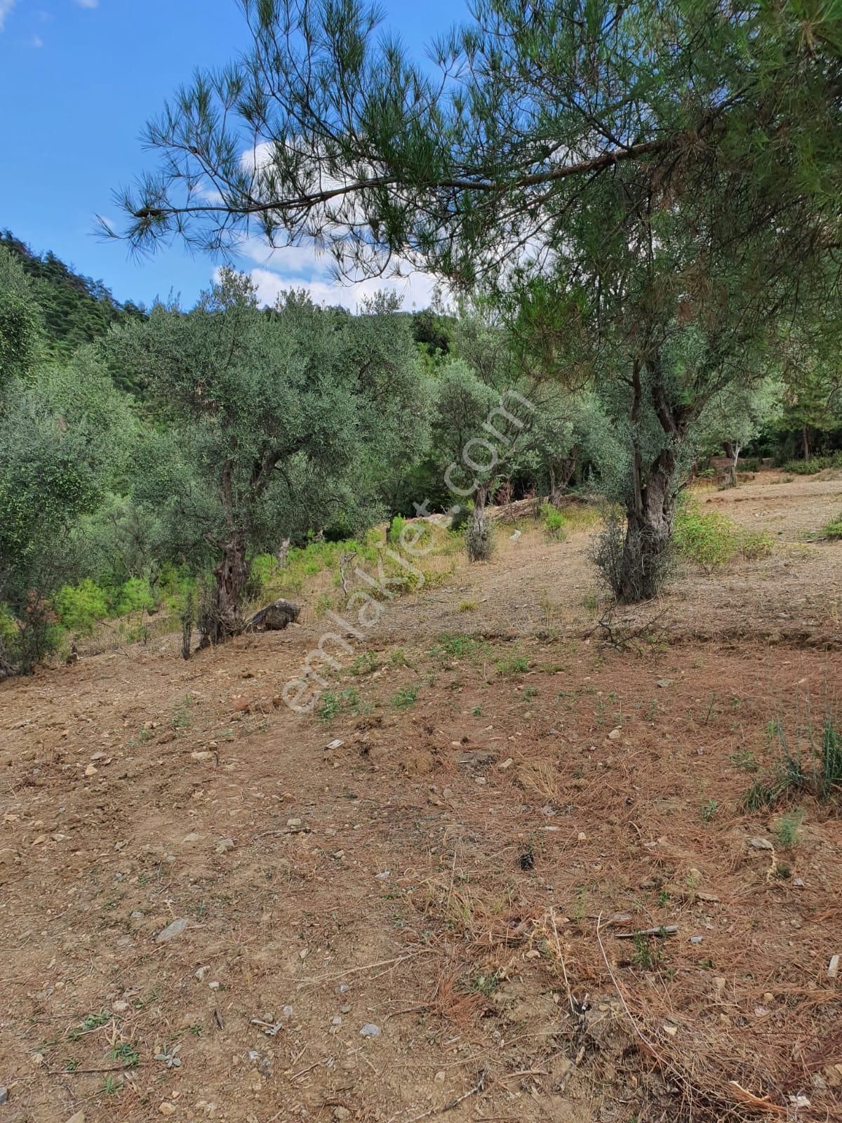 Kestel Dudaklı Mahallesinde Fırsat Parselli Araziler 900m2-1500m2 - Görsel 19