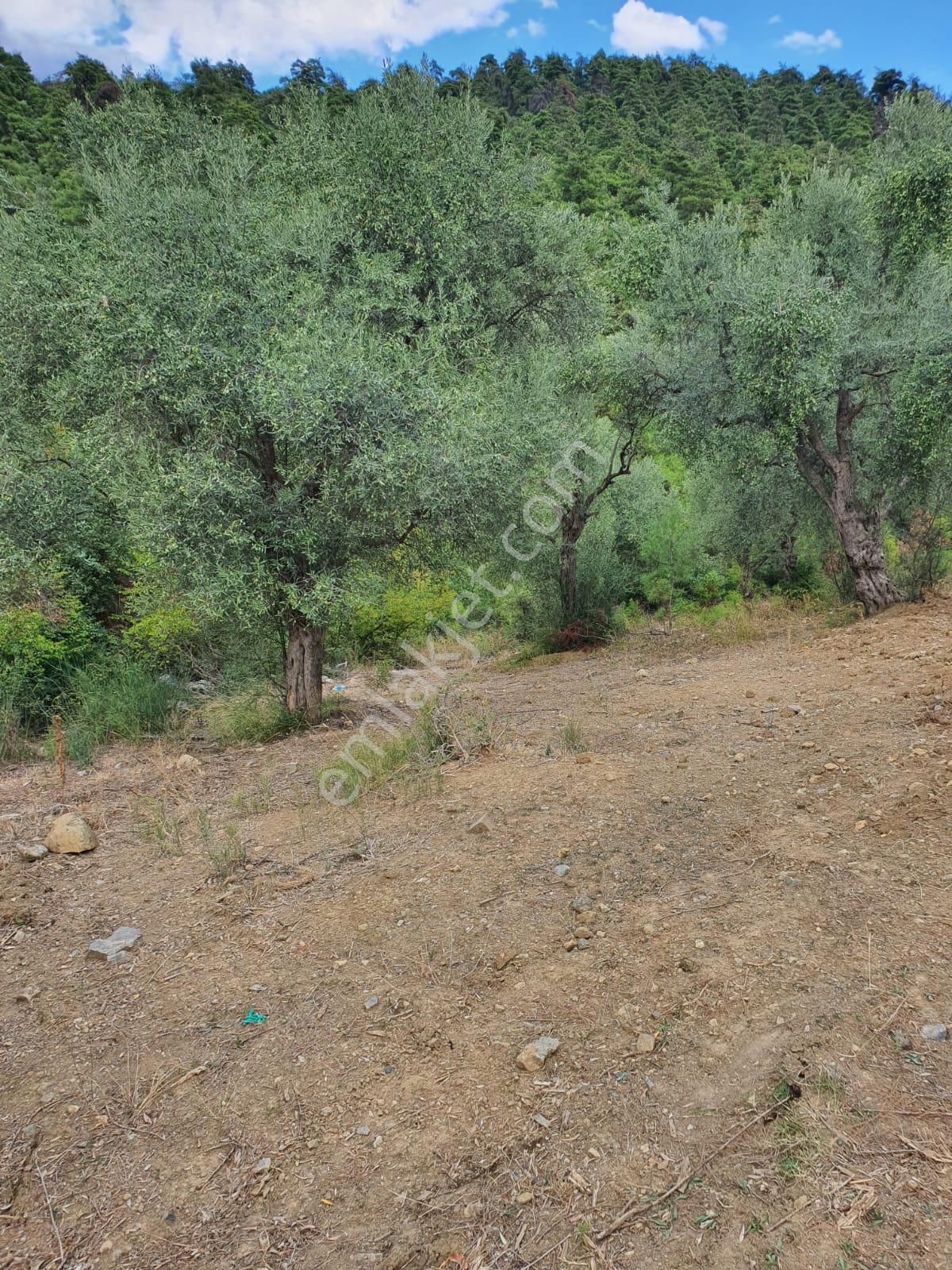 Kestel Dudaklı Mahallesinde Fırsat Parselli Araziler 900m2-1500m2 - Görsel 17