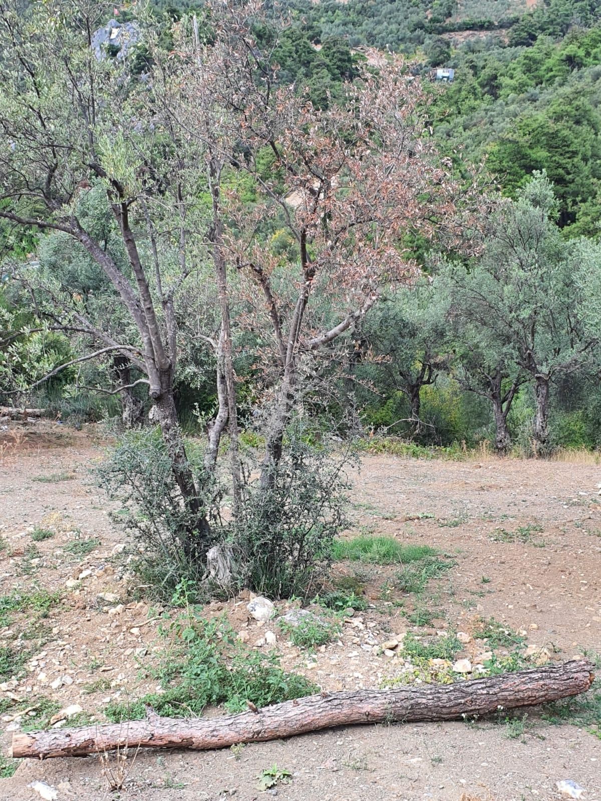 Kestel Dudaklı Mahallesinde Fırsat Parselli Araziler 900m2-1500m2 - Görsel 4