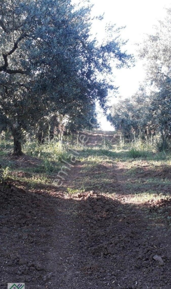 Mudanya Satılık Çiftlik Meyve Bahçesi - Görsel 7