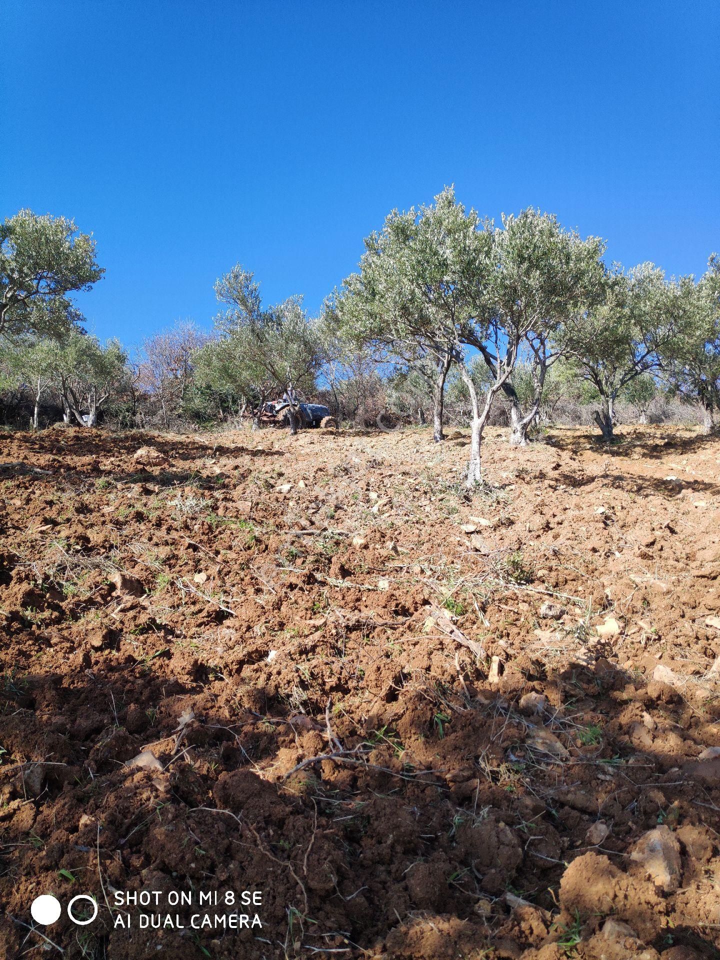 Bergama Ilgıncaber Satılık Tarla İzmir Bergama ILGINDERE'de Zeytinlik