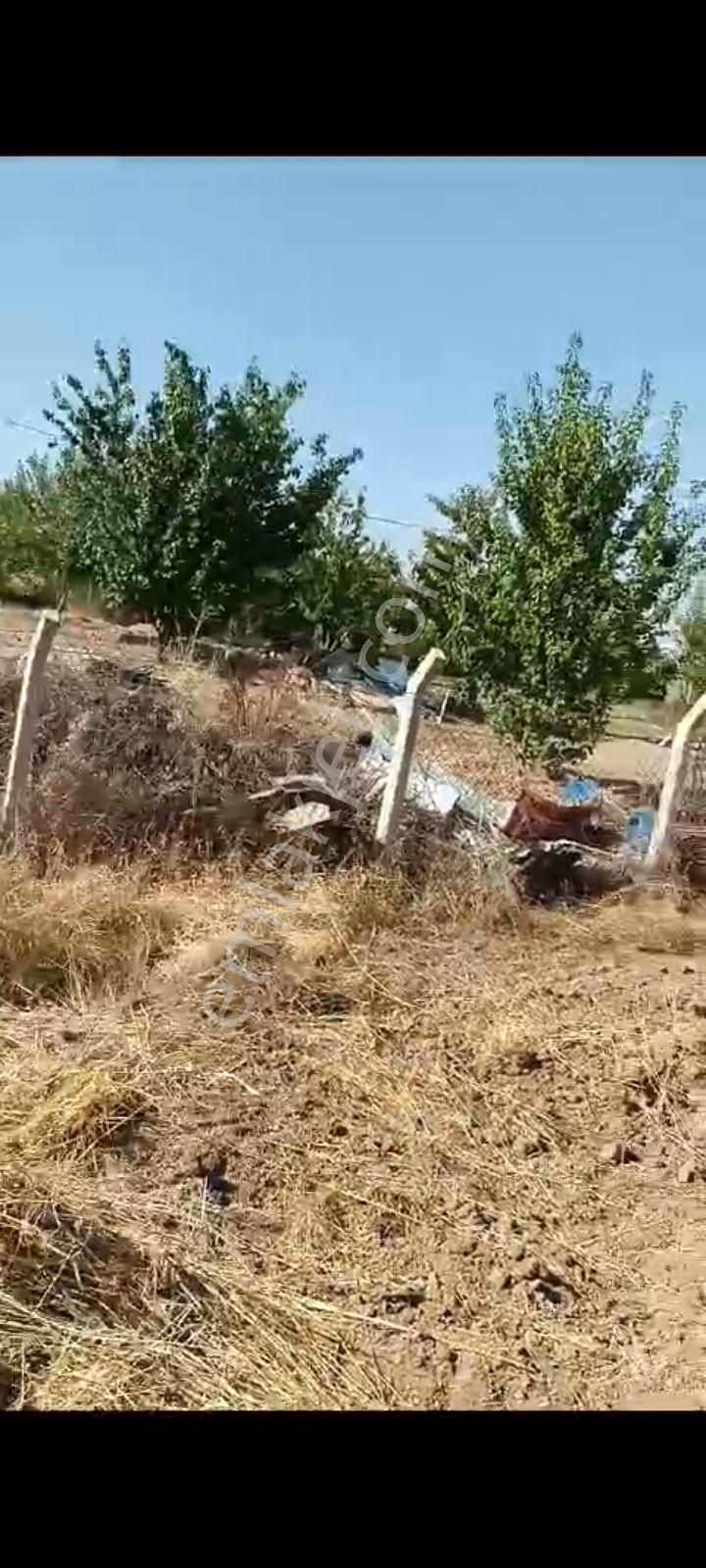 Elazığ Merkez Beşikköy Köyü (Merkez) Satılık Bağ & Bahçe beşikte cok acil satılık bag bahçe