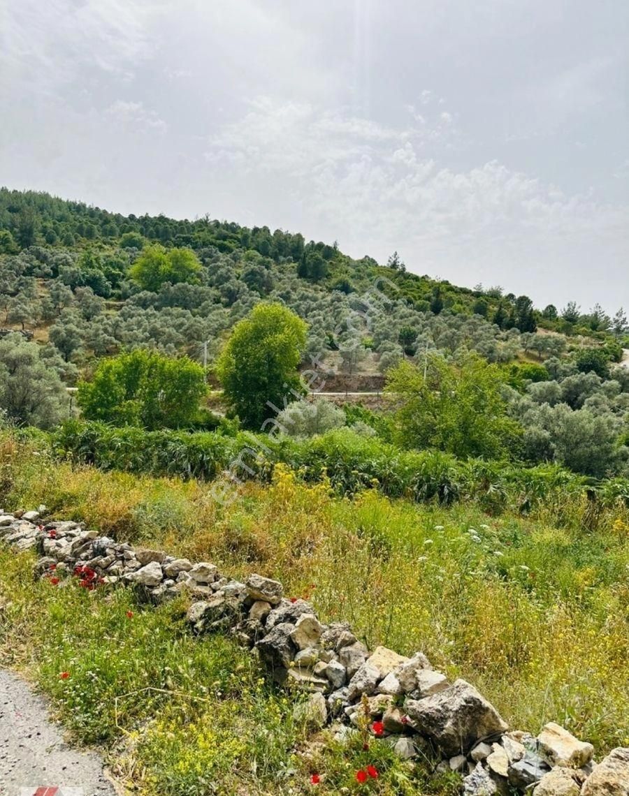 Milas Karacahisar Satılık Tarla Milas'ın En Güzel Köylerinden Biri Olan Karacahisar'da Satılık Tarla