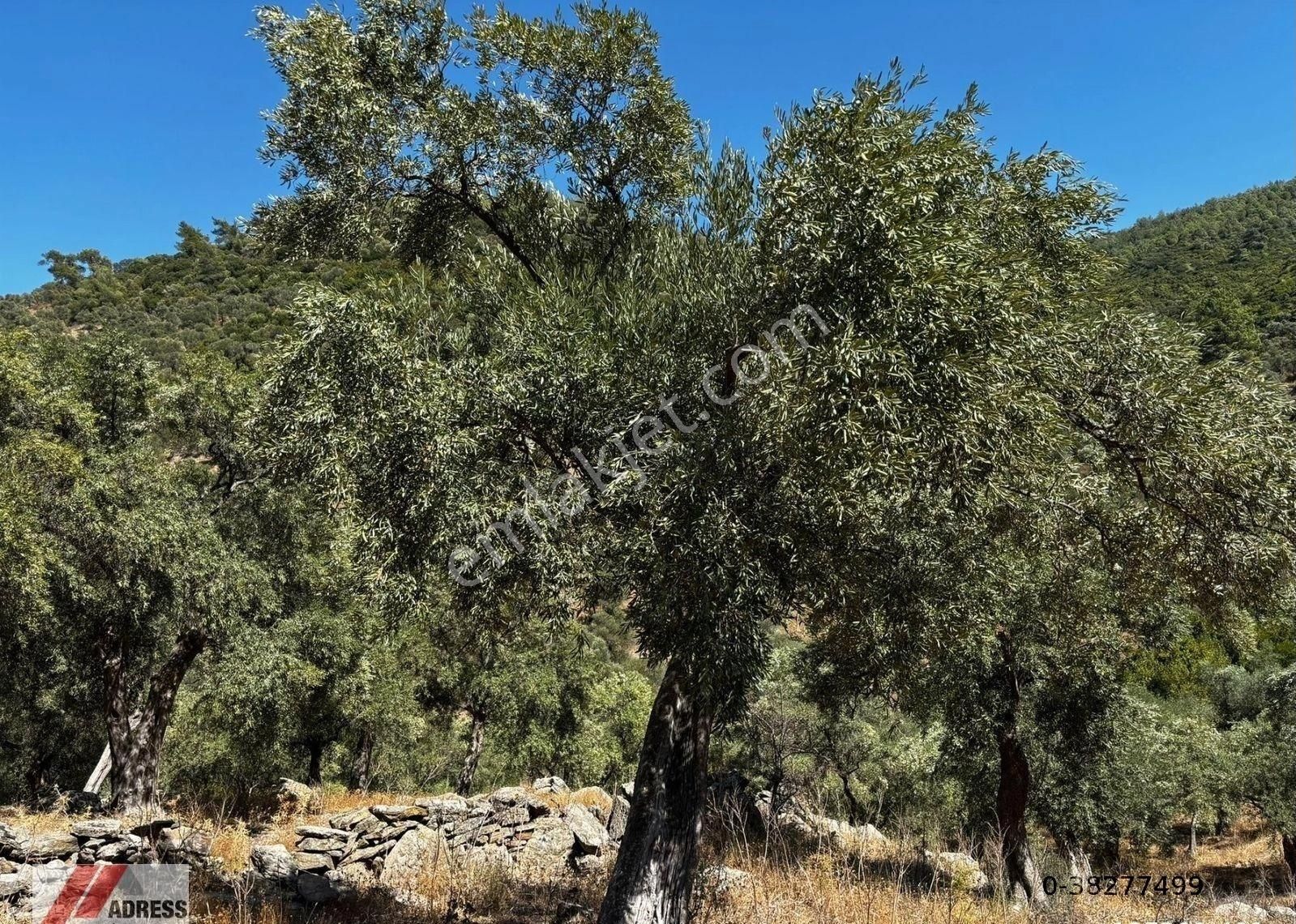 Milas Göldere Satılık Zeytinlik Milas Göldere Mah. Satılık Zeytinlik