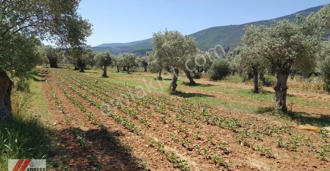 Milas Çandır Satılık Zeytinlik Milas Çandır Mah Satılık Zeytinlik