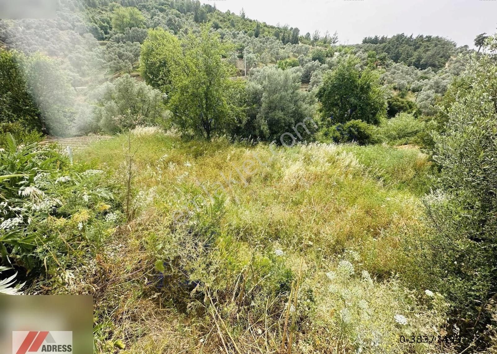 Milas'ın En Güzel Köylerinden Karacahisar'da Satılık Tarla - Görsel 2