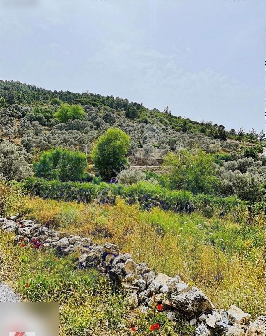 Milas'ın En Güzel Köylerinden Karacahisar'da Satılık Tarla - Görsel 3