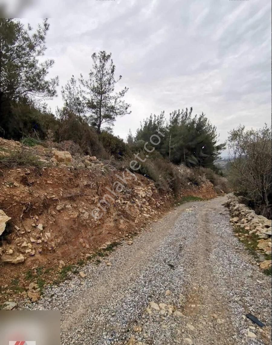 Milas Karacahisar Mah.köy İçinde Satılık Tarla - Görsel 3
