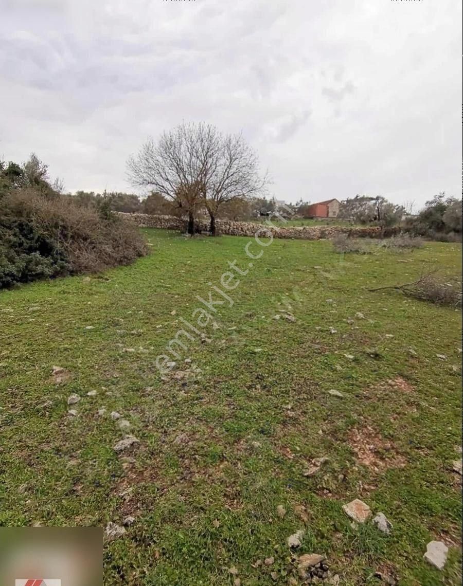Milas Karacahisar Mah.köy İçinde Satılık Tarla - Görsel 6