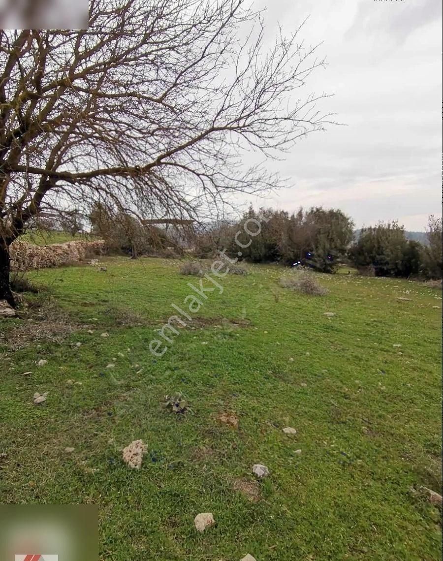 Milas Karacahisar Mah.köy İçinde Satılık Tarla - Görsel 14