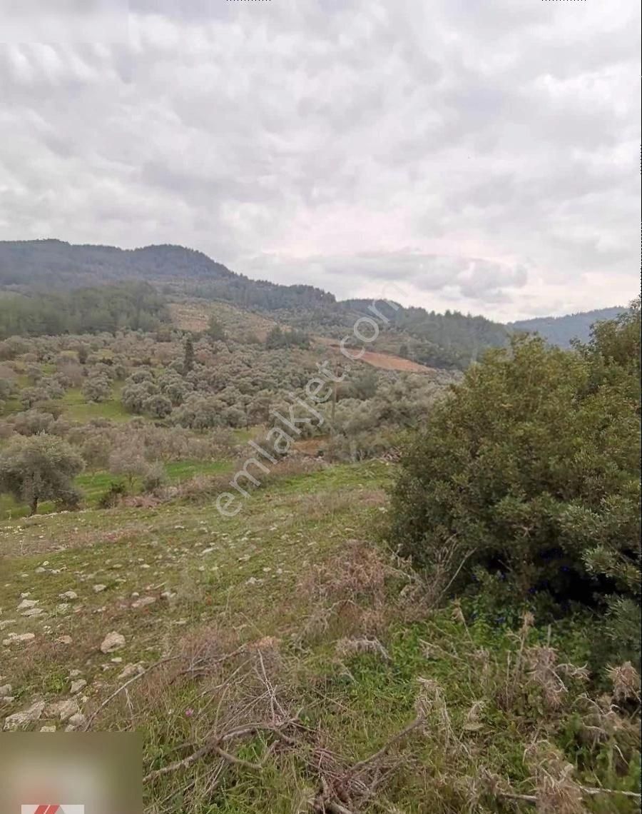 Milas Karacahisar Mah.köy İçinde Satılık Tarla - Görsel 18