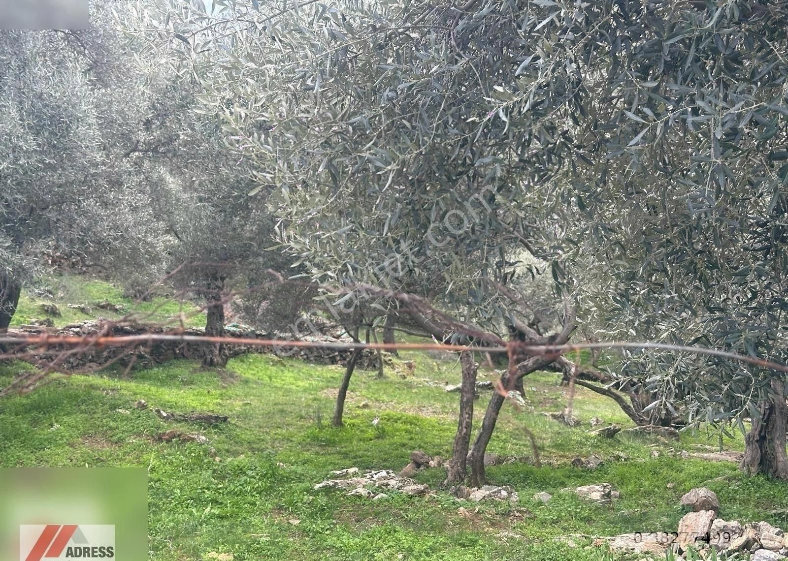 Milas Göldere Satılık Zeytinlik Milas Göldere Mah. Satılık Zeytinlik