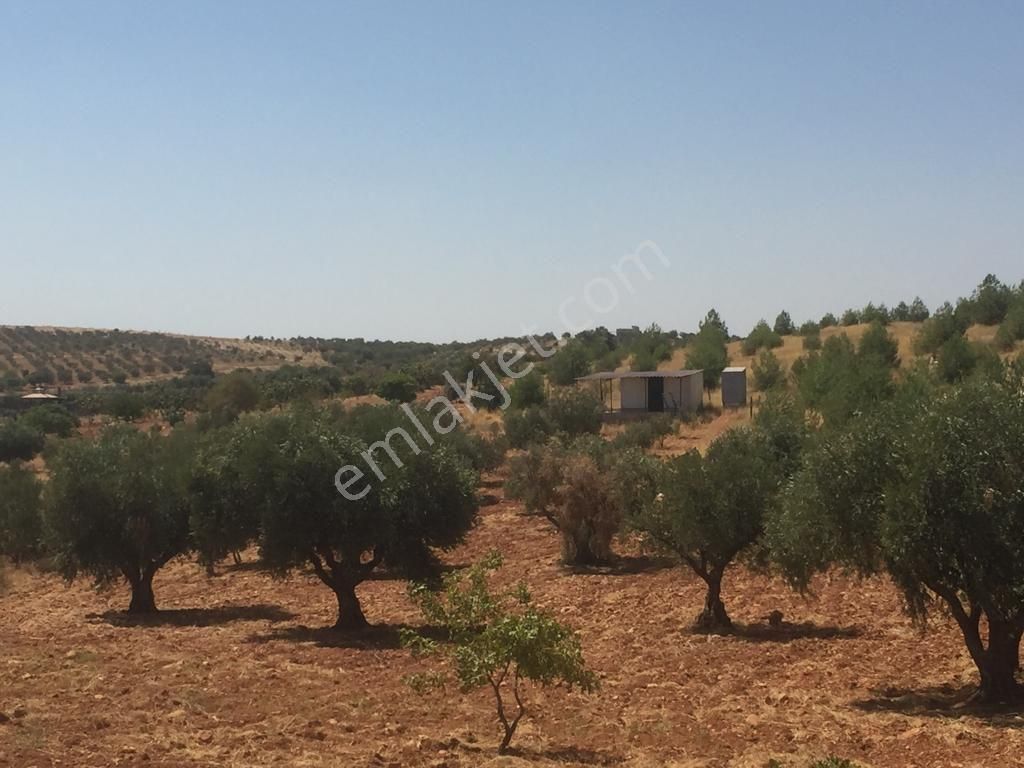 Oğuzeli Subaşı Satılık Zeytinlik Oğuzeli Subaşında Uygun Arazi Zeytinlik 