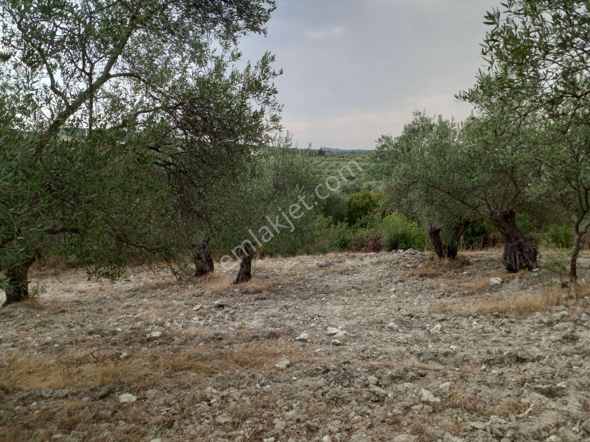 Manisa Saruhanlı Sarıçam Da Satılık 3.500 M2 Uslu Zeytinlik 1.000.000 Tl - Görsel 8