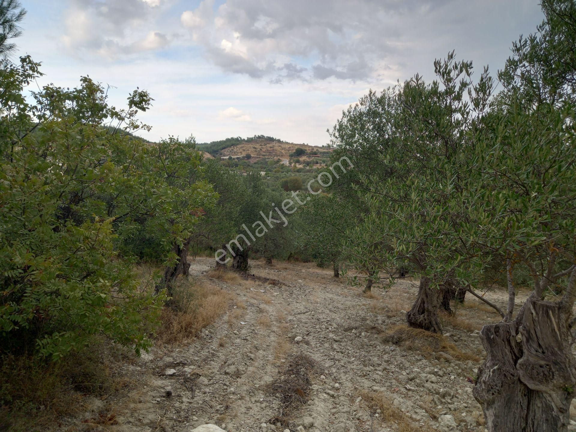 Manisa Saruhanlı Sarıçam Da Satılık 3.500 M2 Uslu Zeytinlik 1.000.000 Tl - Görsel 10