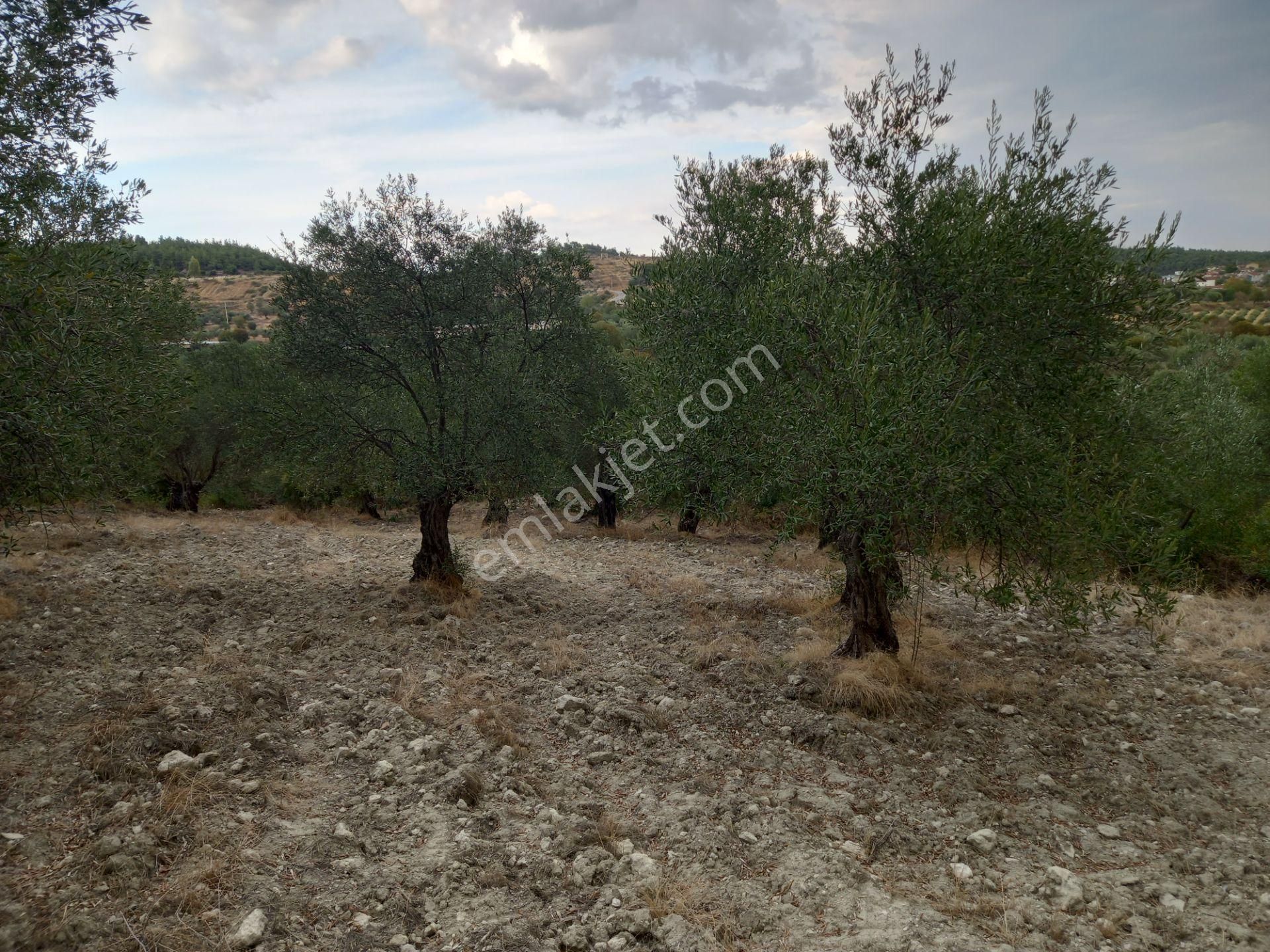 Manisa Saruhanlı Sarıçam Da Satılık 3.500 M2 Uslu Zeytinlik 1.000.000 Tl - Görsel 2