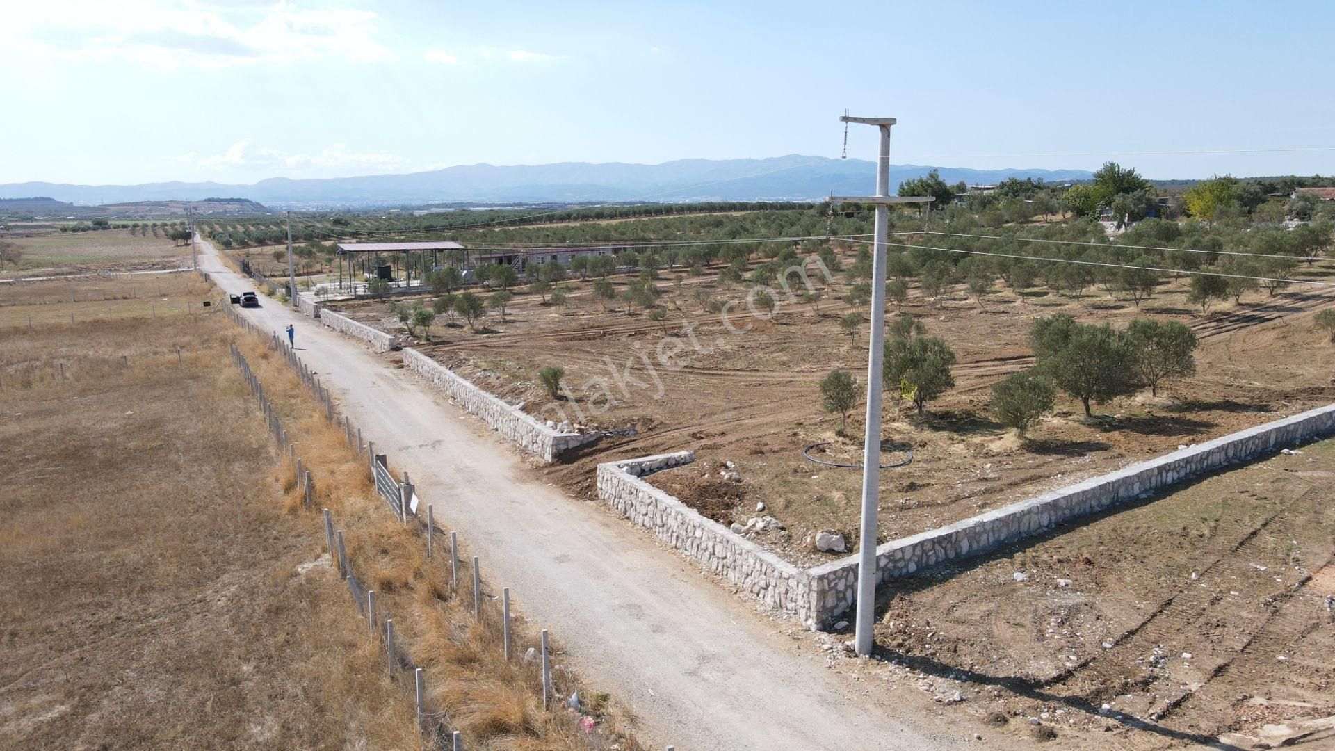 Oğlananasında Satılık 275 M2 Gaziemire Yakın Zeytinli Bahçeler - Görsel 4
