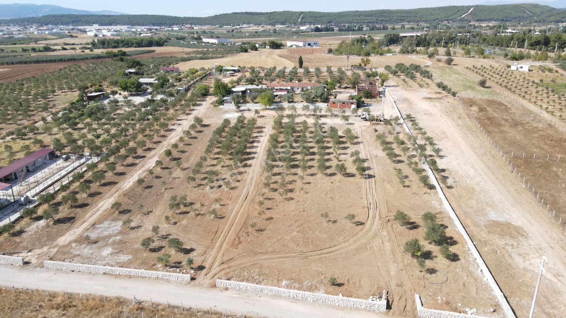 Oğlananasında Satılık 275 M2 Gaziemire Yakın Zeytinli Bahçeler - Görsel 15