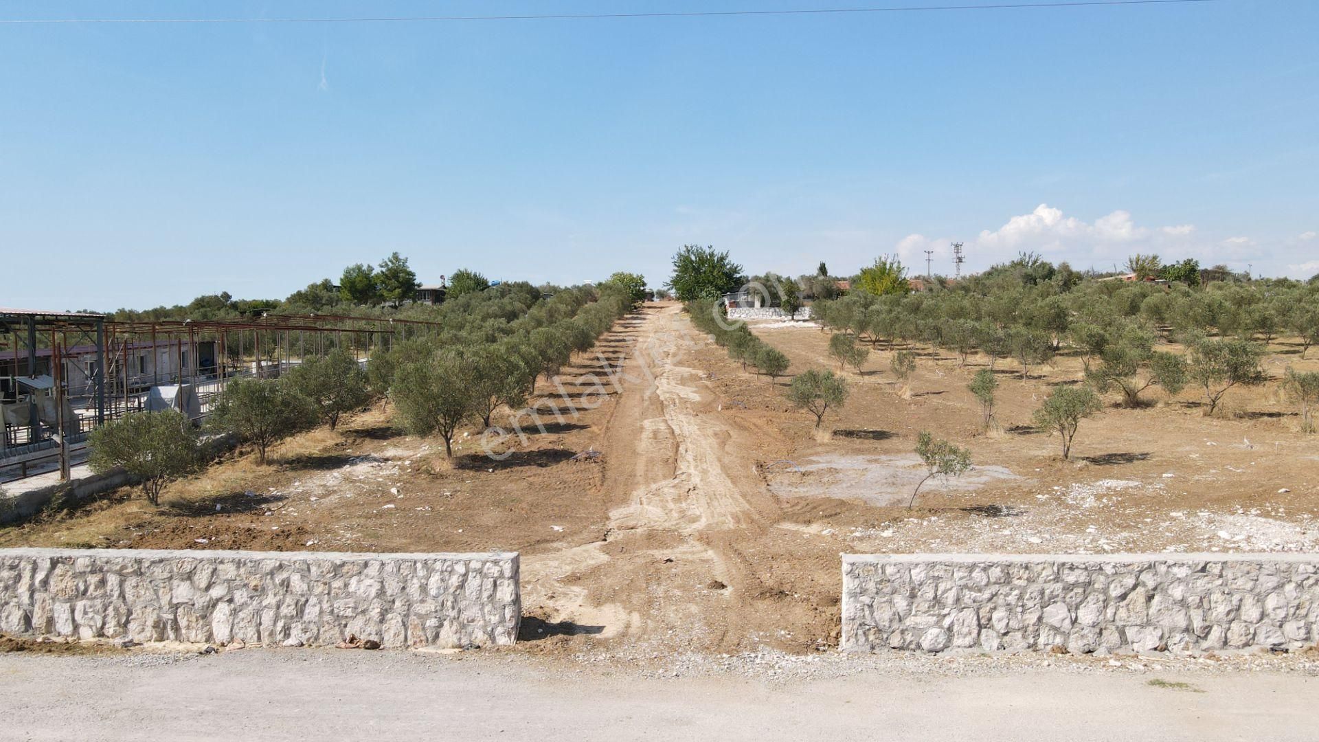 Oğlananasında Satılık 275 M2 Gaziemire Yakın Zeytinli Bahçeler - Görsel 19