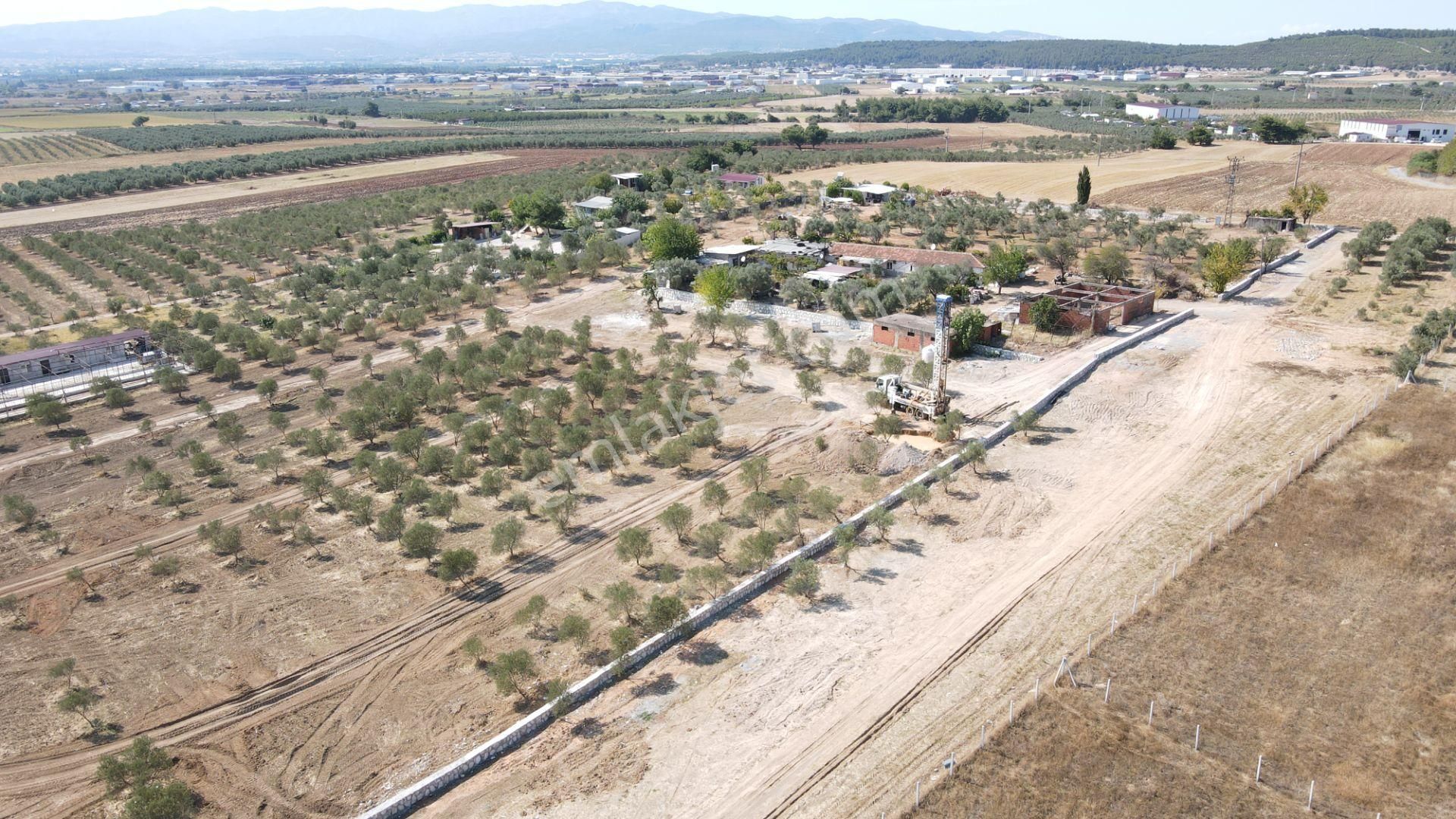 Oğlananasında Satılık 275 M2 Gaziemire Yakın Zeytinli Bahçeler - Görsel 7