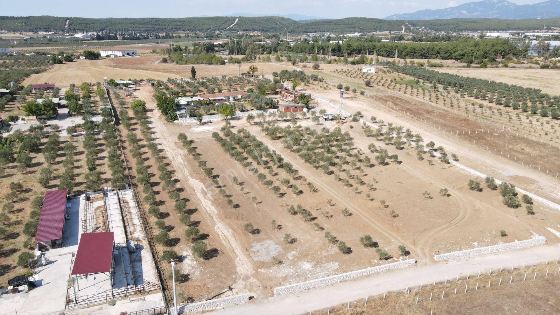 Oğlananasında Satılık 275 M2 Gaziemire Yakın Zeytinli Bahçeler - Görsel 11