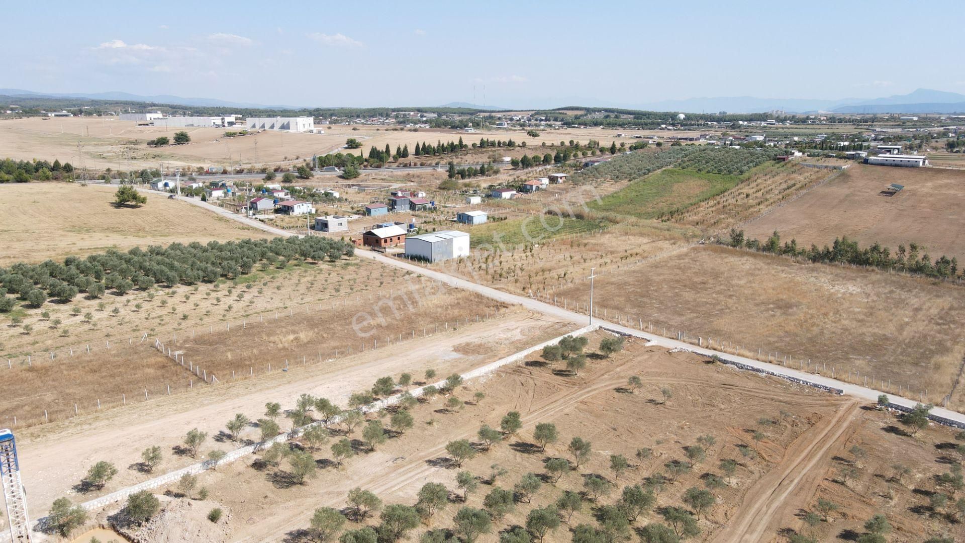 Oğlananasında Satılık 275 M2 Gaziemire Yakın Zeytinli Bahçeler - Görsel 17