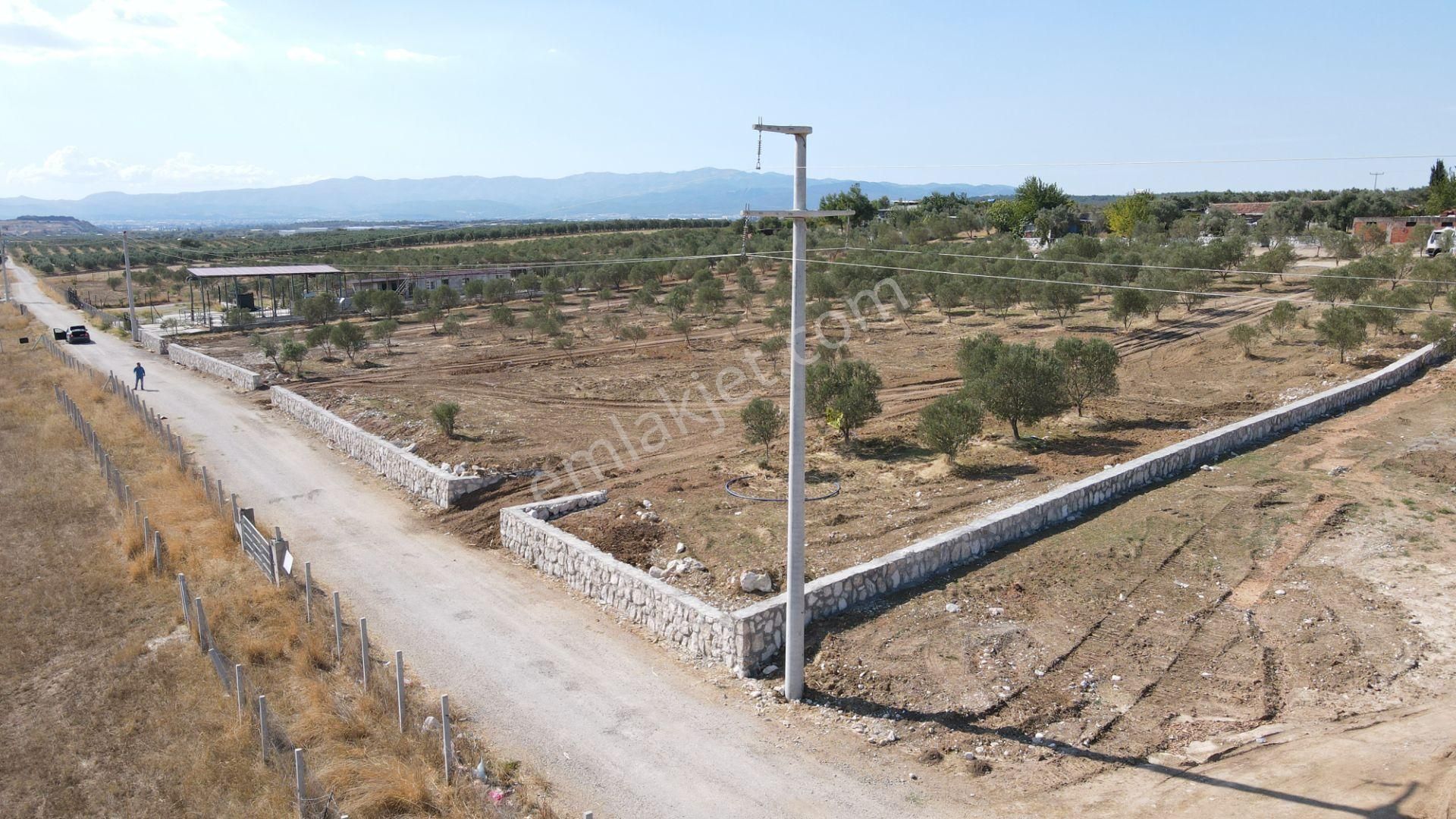 Menderes Oğlananası Atatürk Satılık Tarla  OĞLANANASINDA SATILIK 275 M2 GAZİEMİRE YAKIN ZEYTİNLİ BAHÇELER