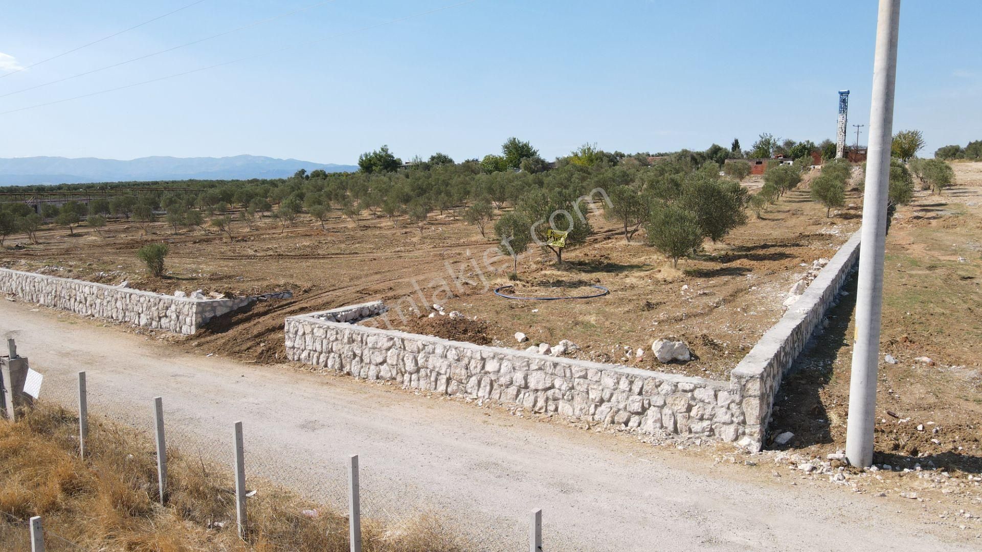 Oğlananasında Satılık 275 M2 Gaziemire Yakın Zeytinli Bahçeler - Görsel 16