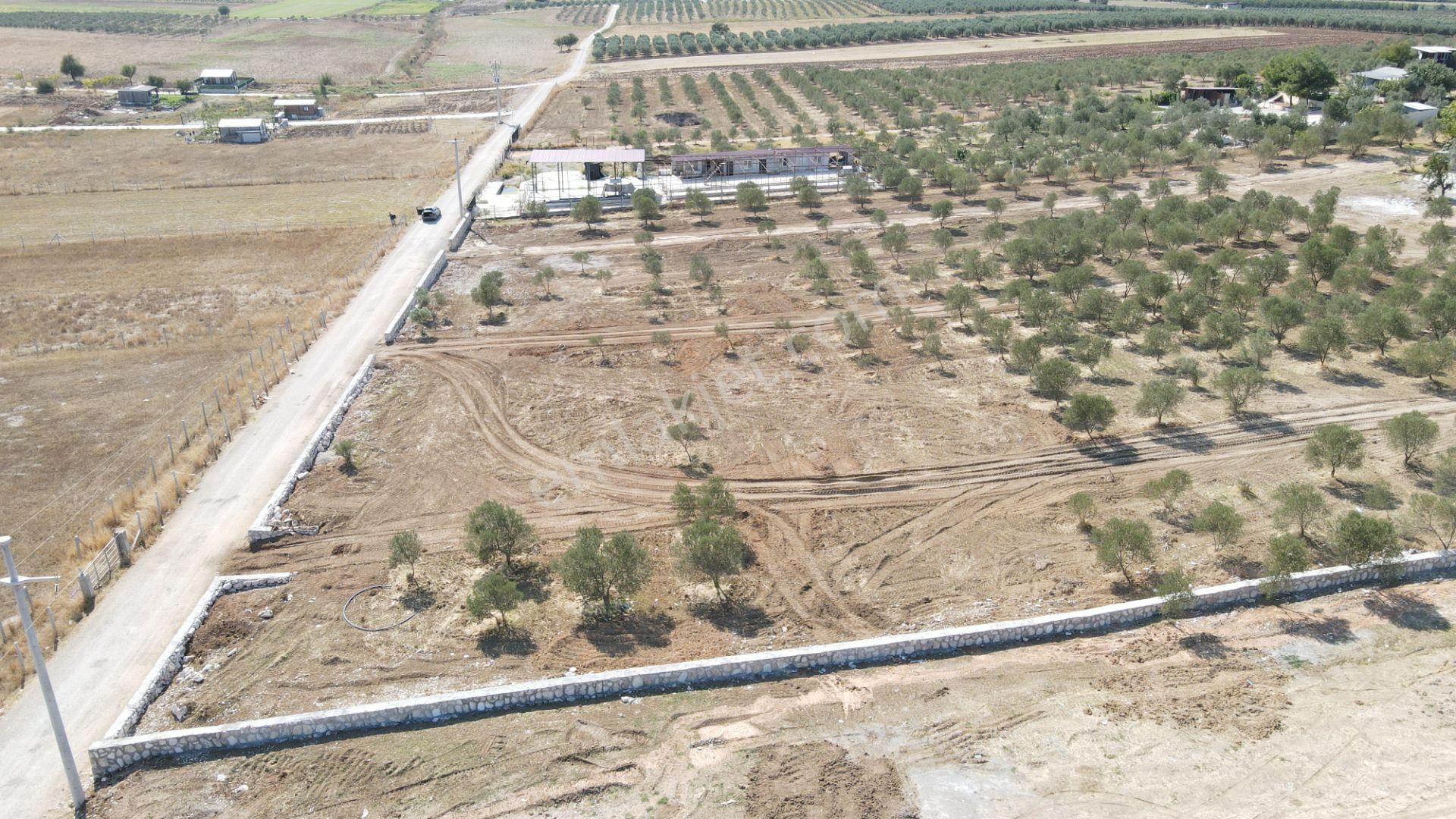 Oğlananasında Satılık 275 M2 Gaziemire Yakın Zeytinli Bahçeler - Görsel 14