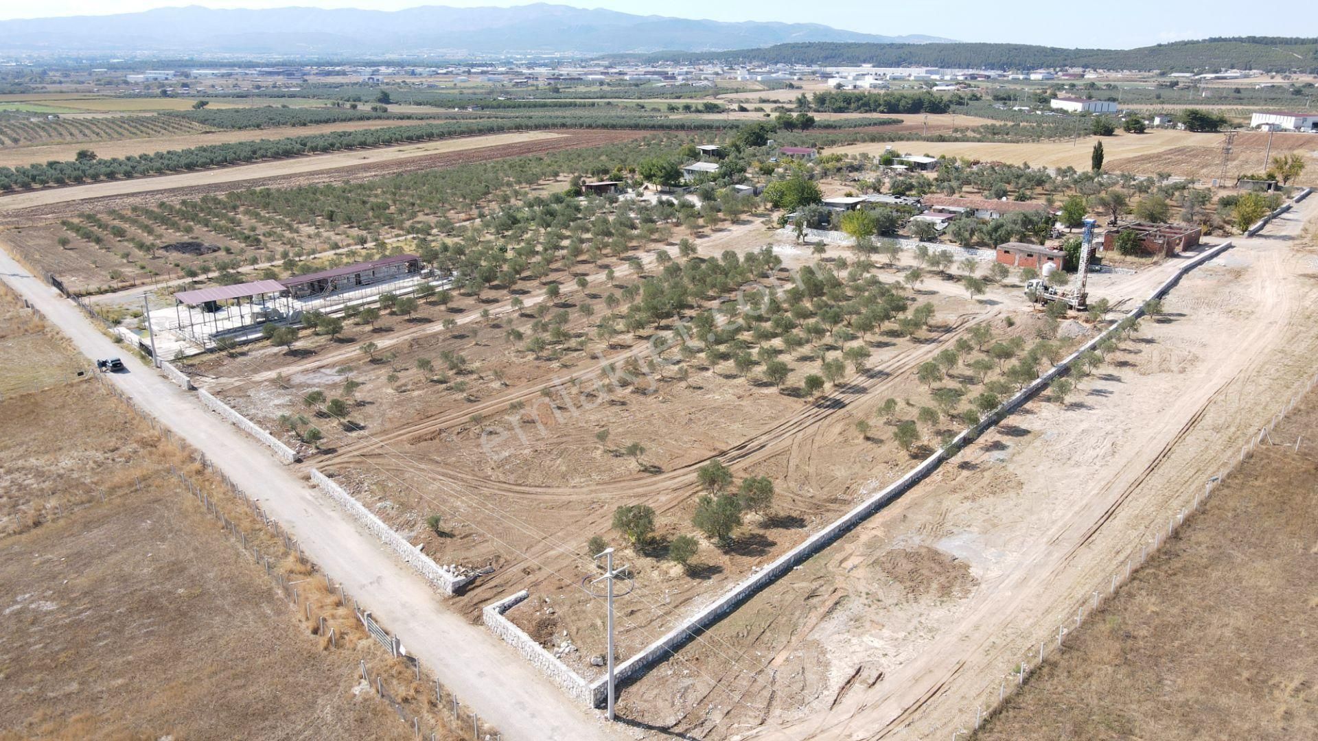 Oğlananasında Satılık 275 M2 Gaziemire Yakın Zeytinli Bahçeler - Görsel 8