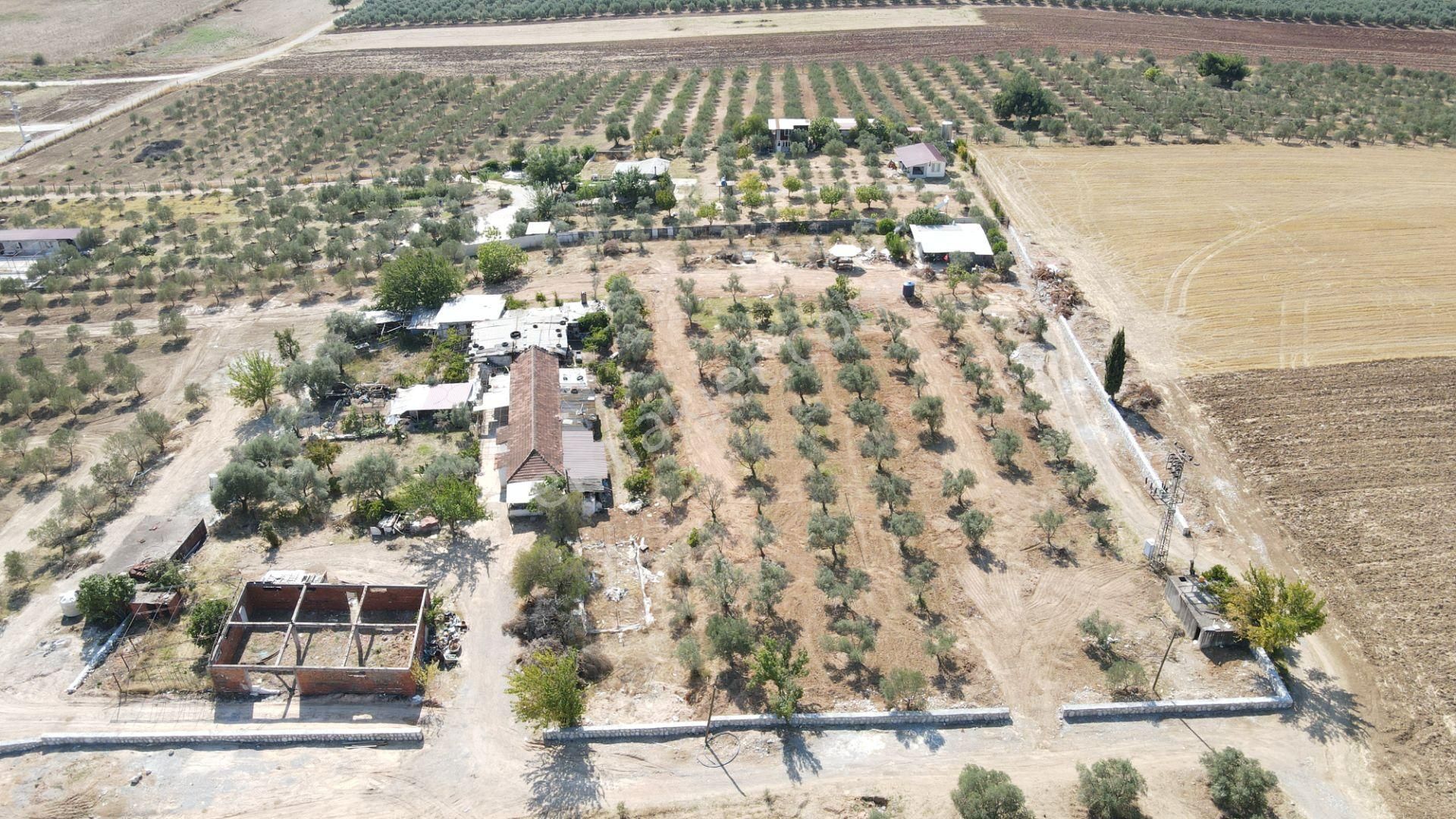 Oğlananasında Satılık 275 M2 Gaziemire Yakın Zeytinli Bahçeler - Görsel 13