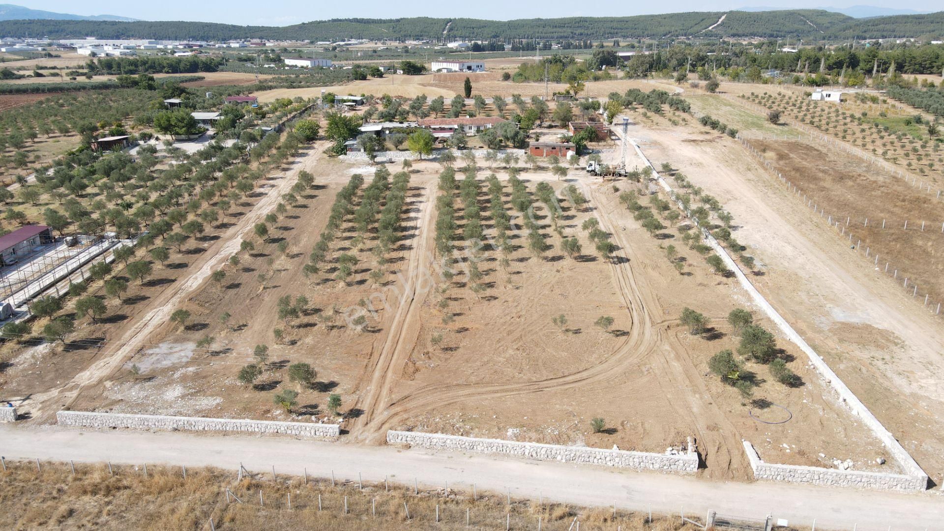 Oğlananasında Satılık 275 M2 Gaziemire Yakın Zeytinli Bahçeler - Görsel 6