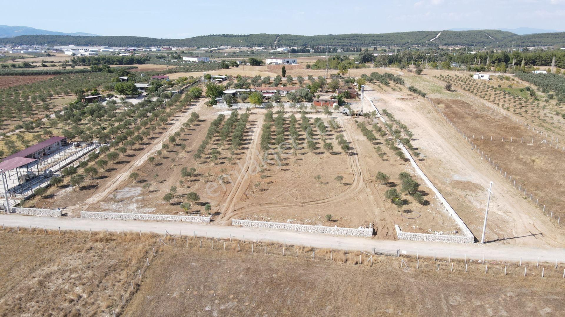 Oğlananasında Satılık 275 M2 Gaziemire Yakın Zeytinli Bahçeler - Görsel 5