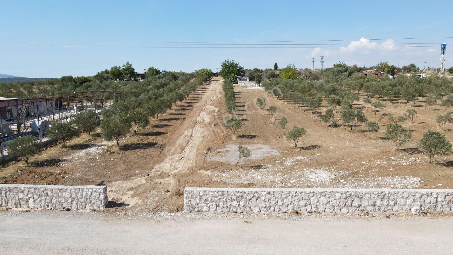 Oğlananasında Satılık 275 M2 Gaziemire Yakın Zeytinli Bahçeler - Görsel 20