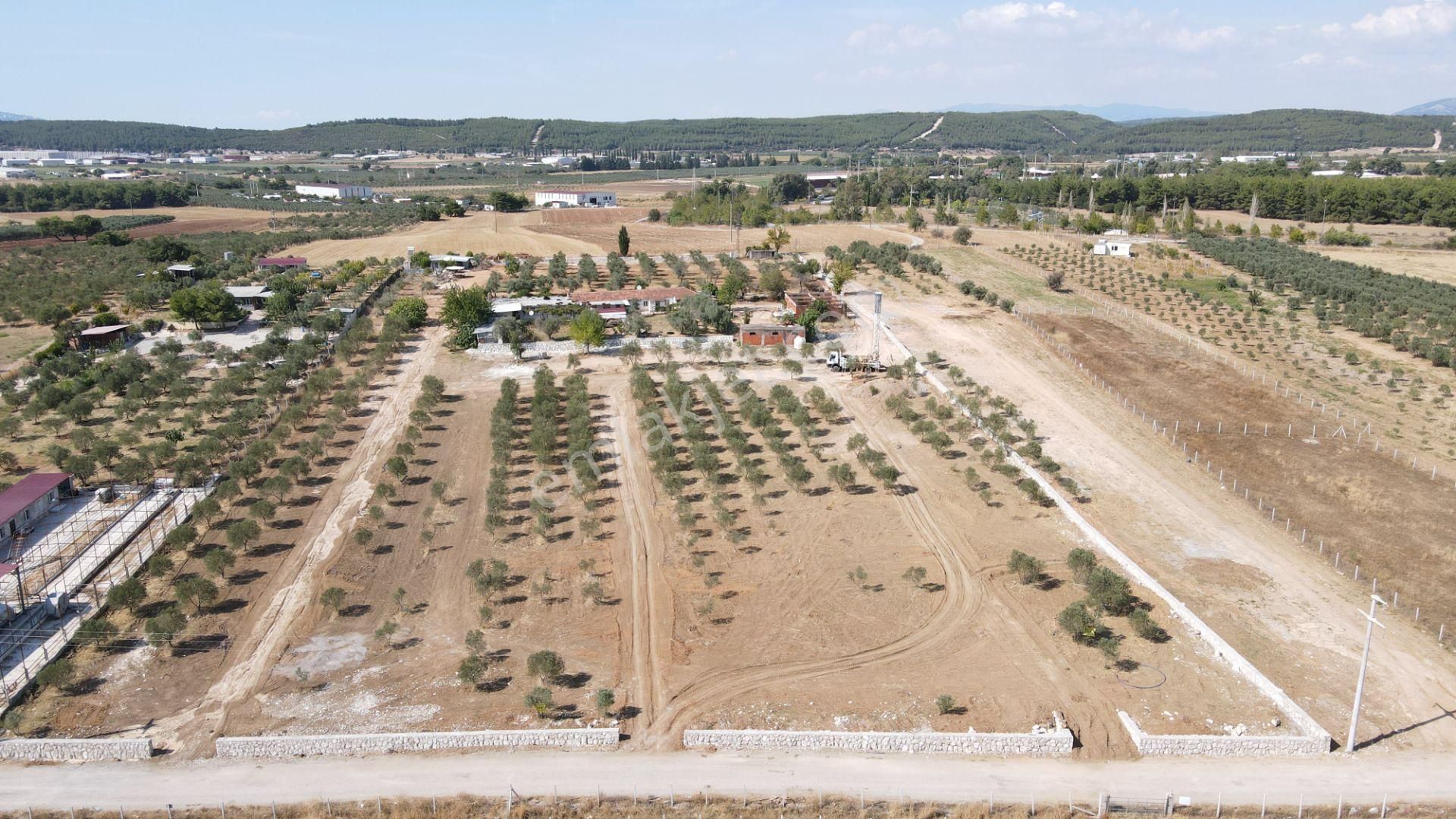 Oğlananasında Satılık 275 M2 Gaziemire Yakın Zeytinli Bahçeler - Görsel 9