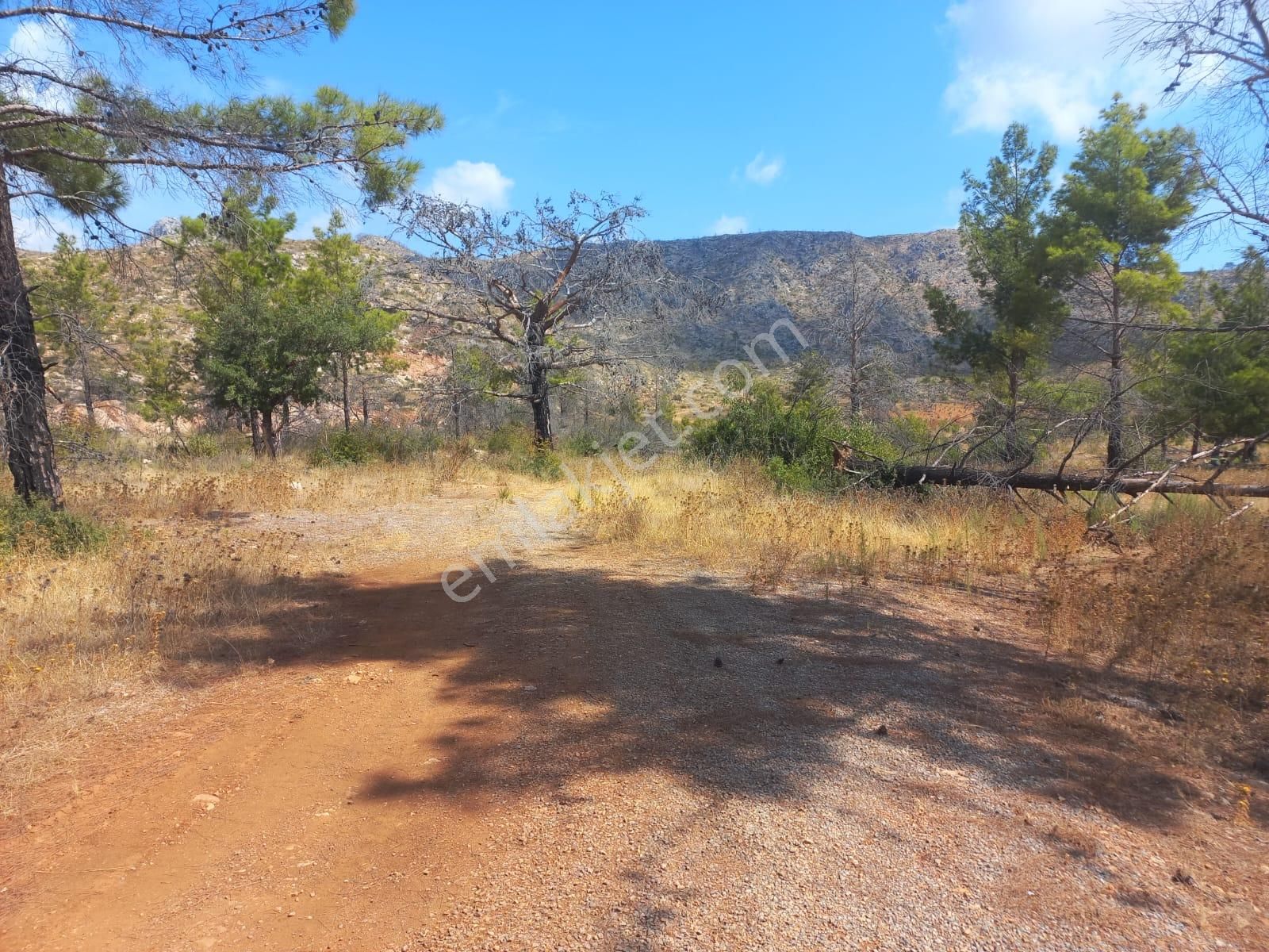 37 Dönüm Müstakil 330 Rakım Asfalta Cephe - Görsel 6