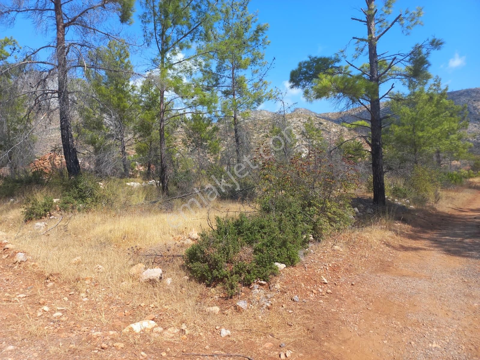 37 Dönüm Müstakil 330 Rakım Asfalta Cephe - Görsel 3