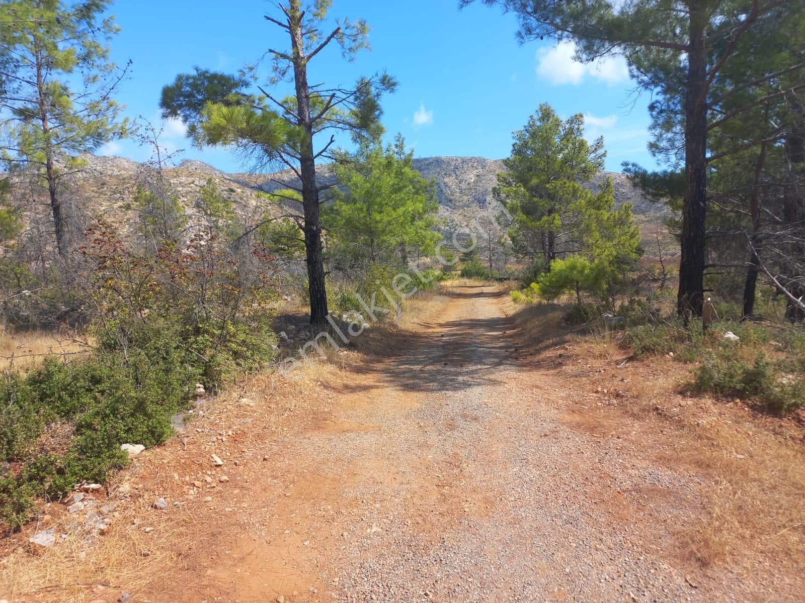 37 Dönüm Müstakil 330 Rakım Asfalta Cephe - Görsel 5