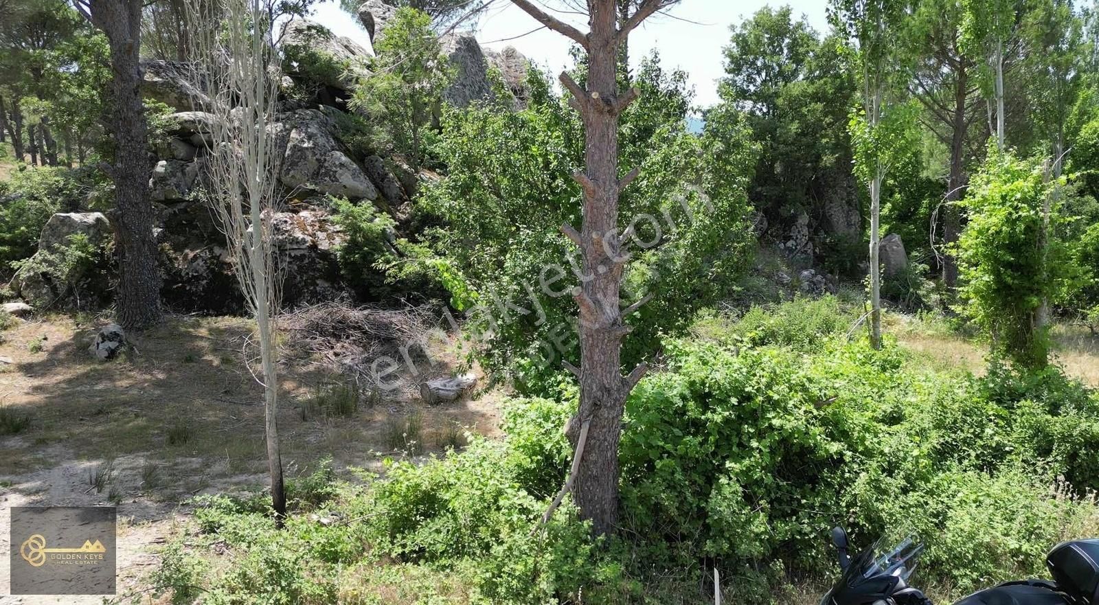 Bergama Çamavlu Satılık Tarla İzmir Bergama KOZAKTA Doğa Harikası Satılık Çam Fıstıklı Tarla