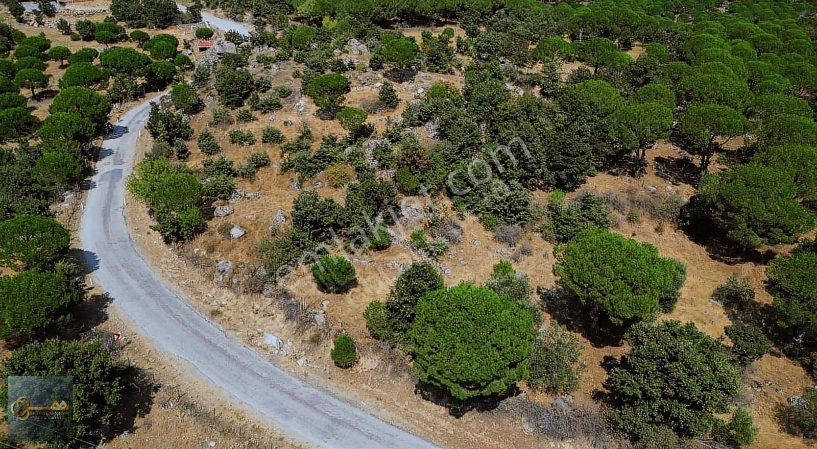 Bergama Çamavlu Satılık Tarla Kozak Çamavlu Satılık Manzaralı Çam Fıstıklı Tarla Golden Keys