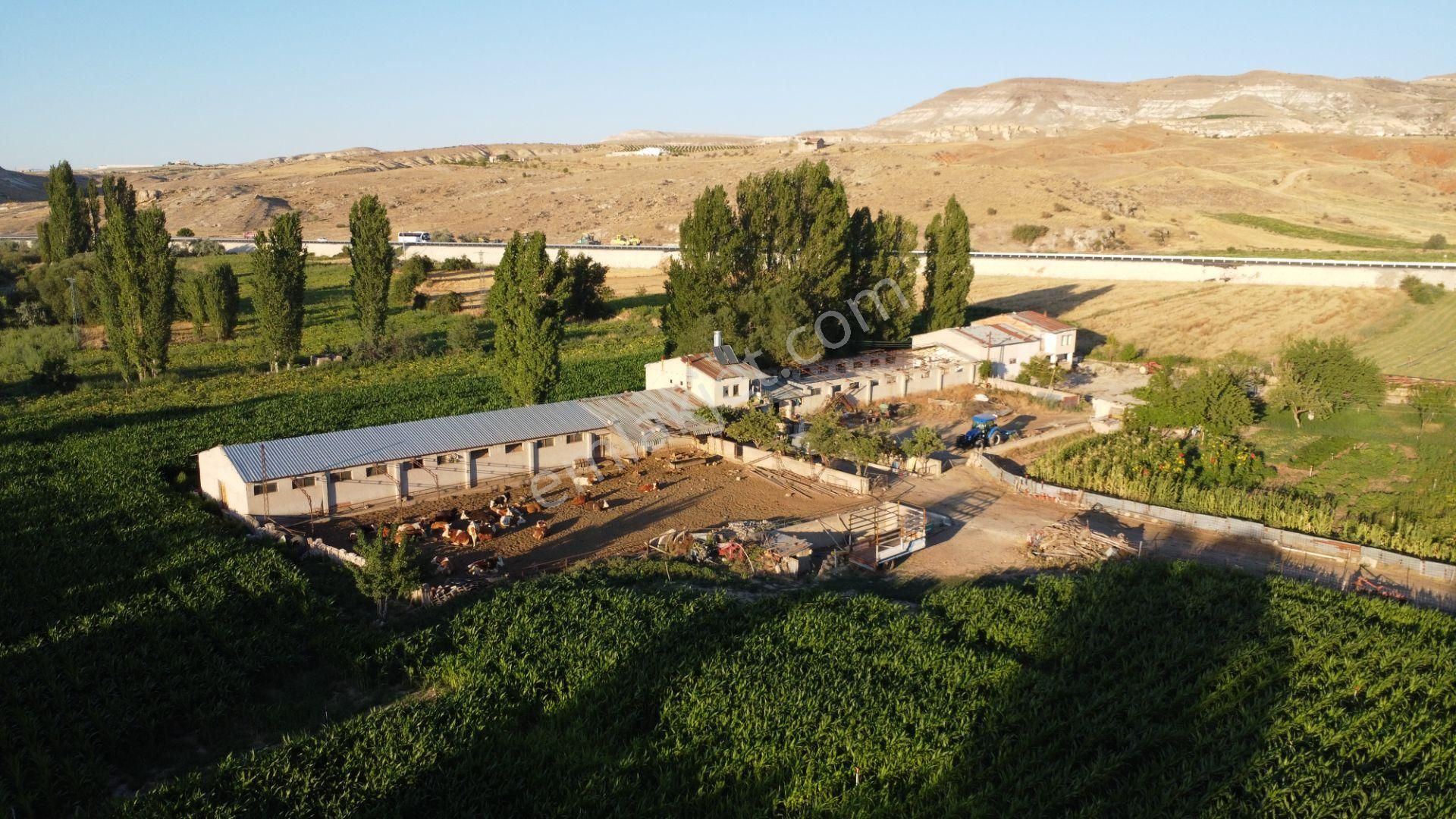 Nevşehir - Ürgüp Kayseri Yolu Üzeri Satılık Çiftlik - Görsel 3