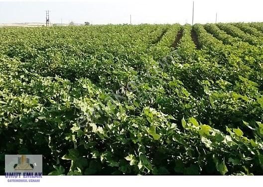 Efeler Ovaeğmirde 29,333 M2 (dönüm) Satılık Tarım Arazisi Tarla - Görsel 15