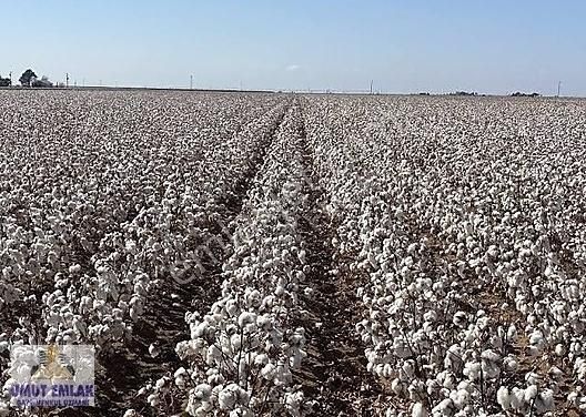 Efeler Ovaeğmirde 29,333 M2 (dönüm) Satılık Tarım Arazisi Tarla - Görsel 11