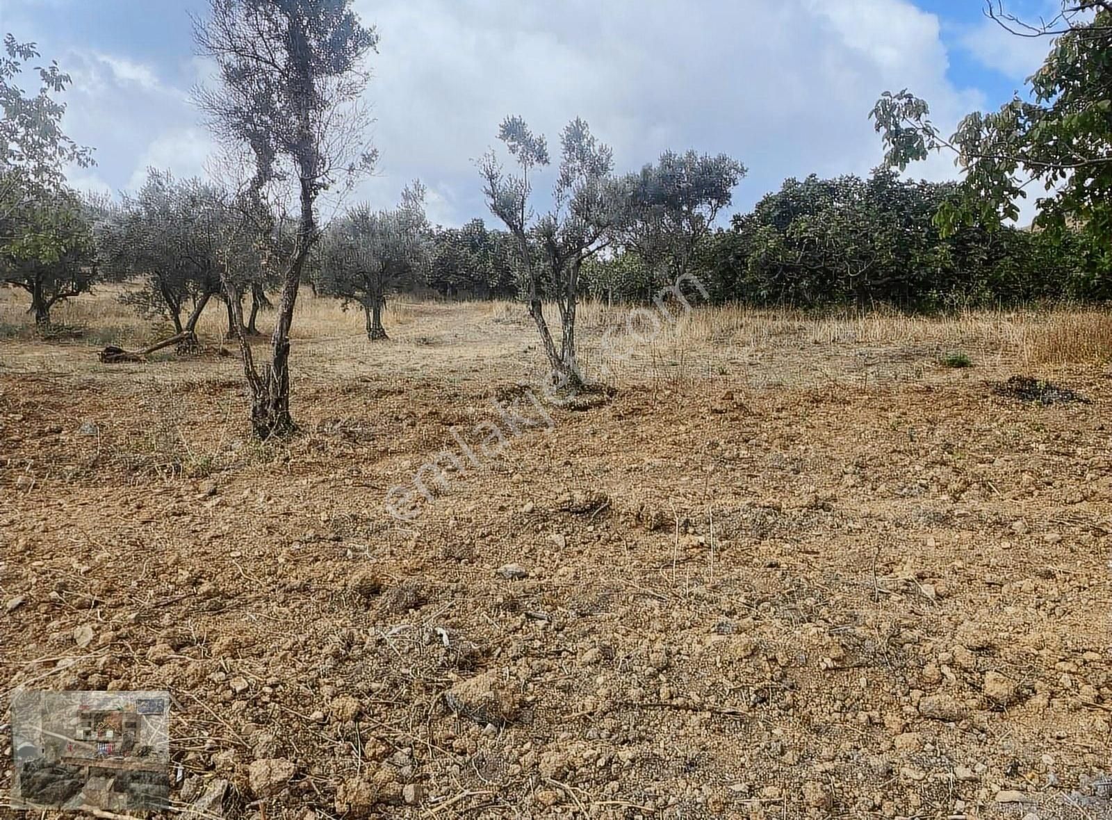 Osmangazi Gündoğdu Satılık Tarla Gündoğdu Da İmara Yakın Hobi Bahçesi