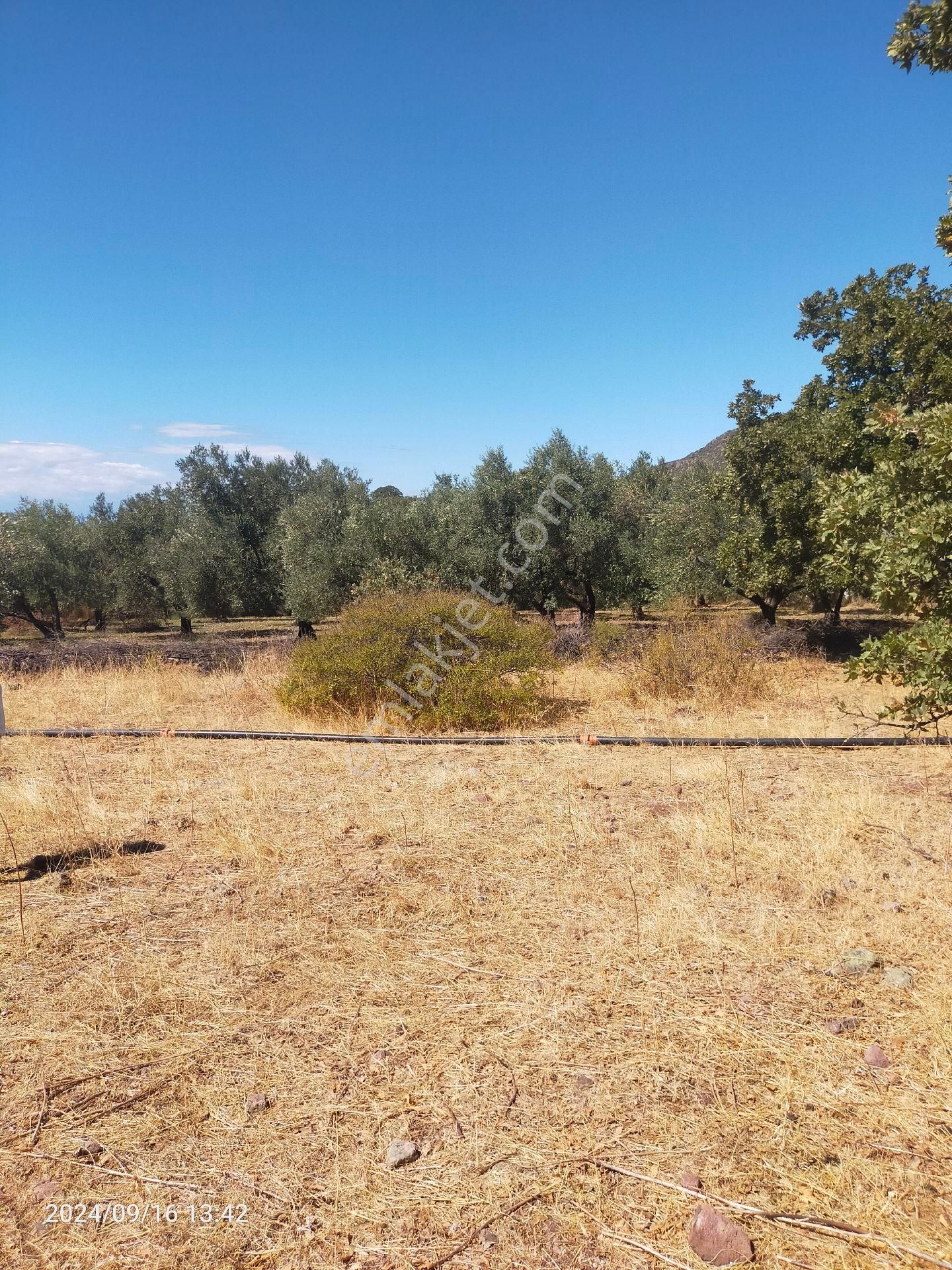 Saadet Korkmaz Emlak'tan Dikili Salihler'de Satılık Full Deniz Manzaralı Tarla - Görsel 13