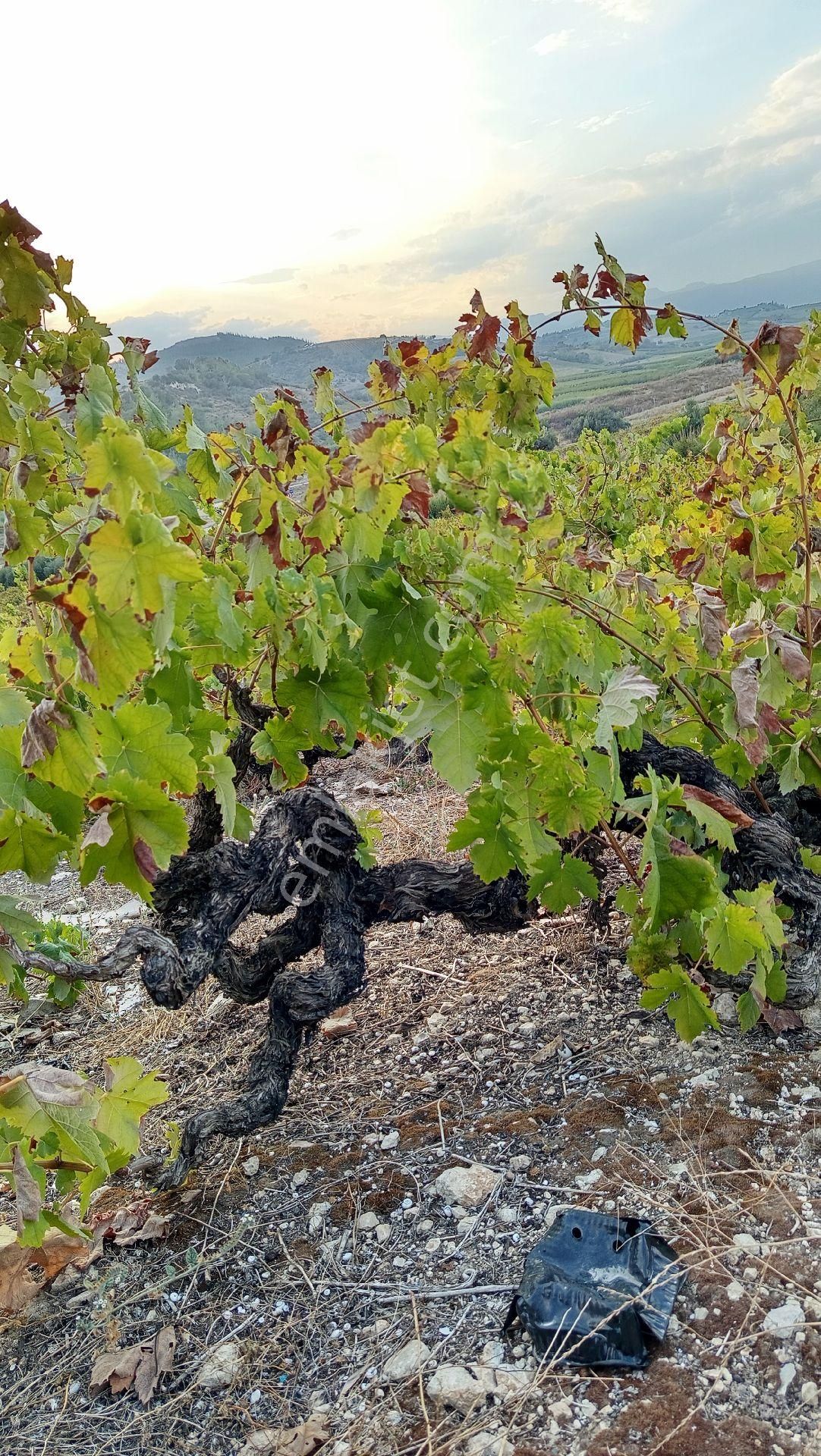 Tarsus Sayköy Satılık Bağ & Bahçe  SATILIK BAĞ SAYKÖY 