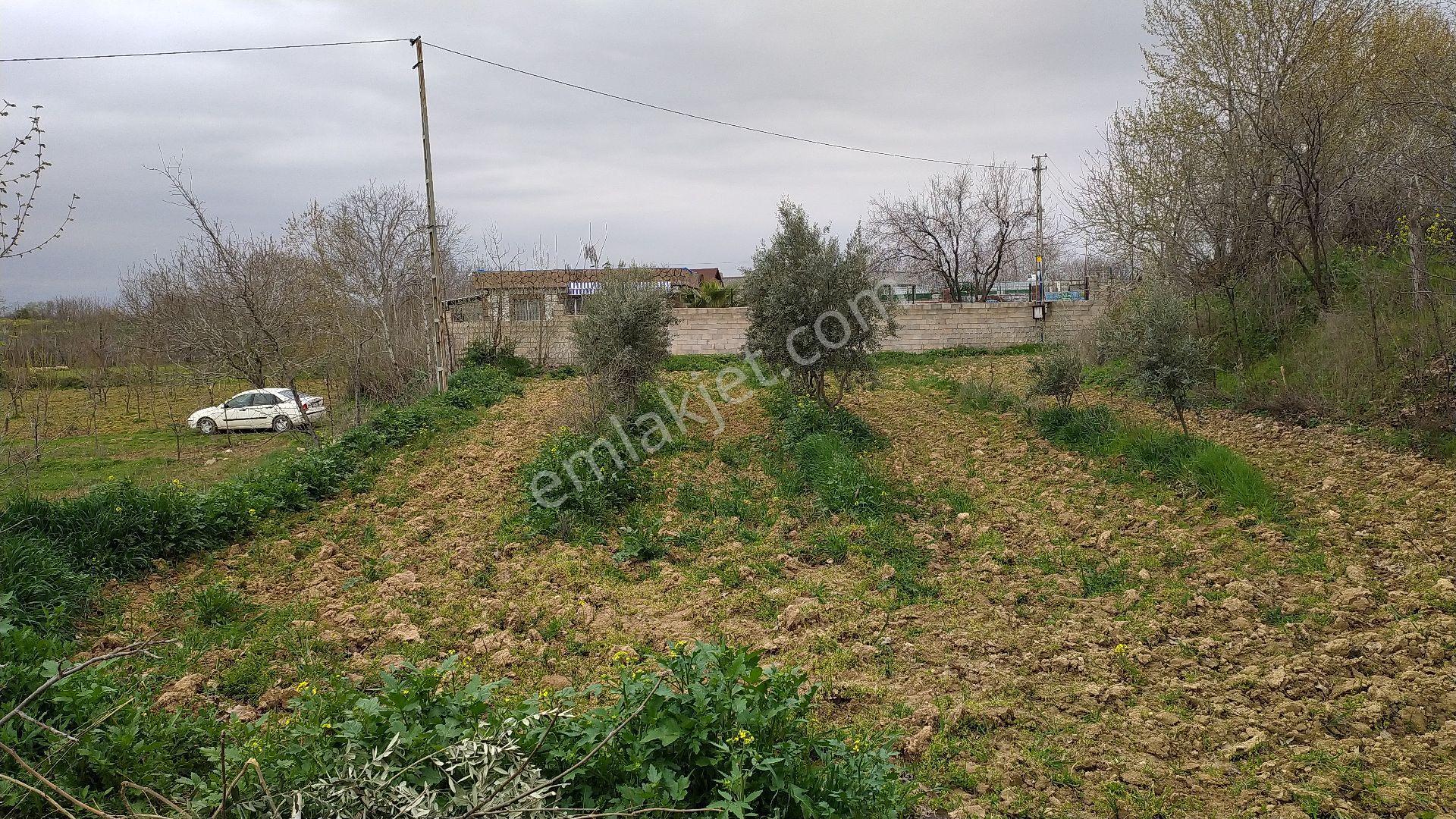 Uluyatır Da Sahibinden Satılık Sulu Zeytin Bahçesi - Görsel 9